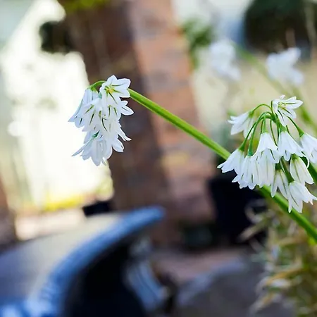 Centre Townhouse An Capall Dubh * Dingle
